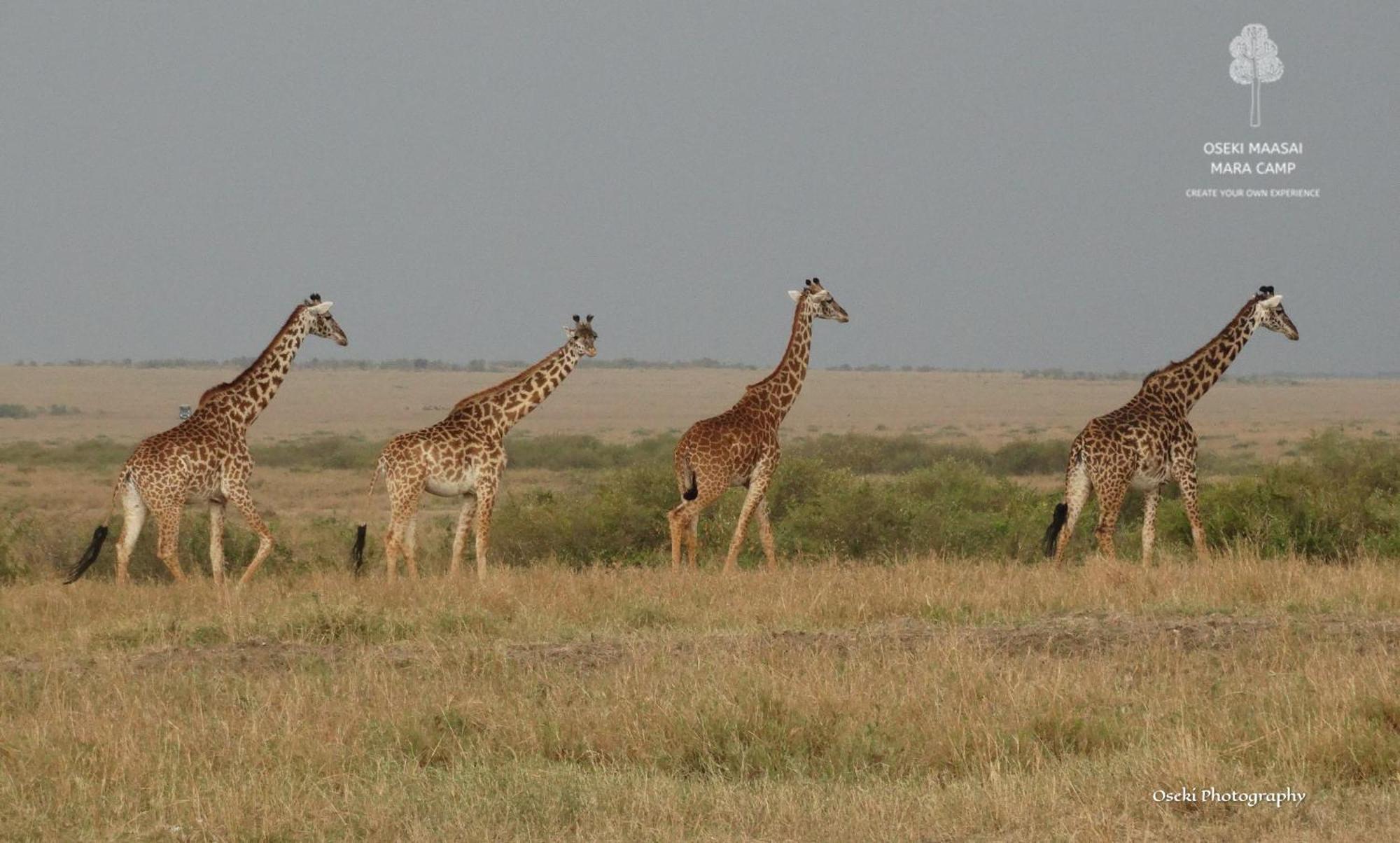 Oseki Maasai Mara Camp Hotel Narok Exterior photo